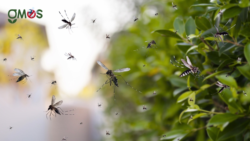 Các cách đuổi muỗi cơ bản hiện nay