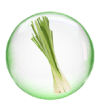 cây xả