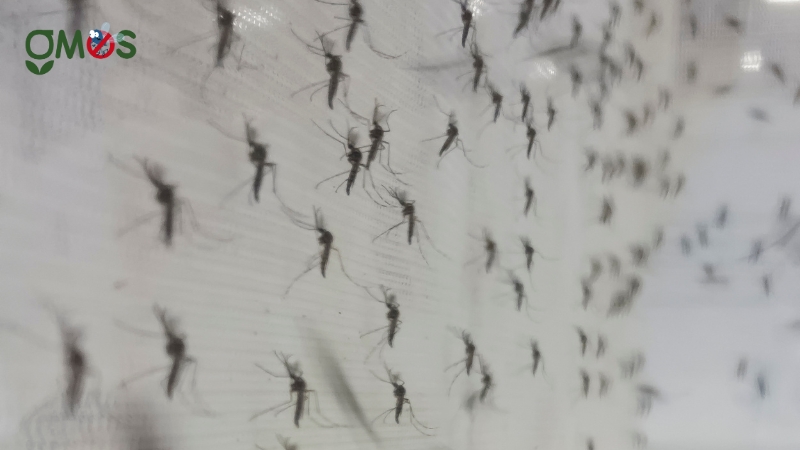 Nguyên nhân gây bệnh sốt xuất huyết mà có thể bạn chưa biết