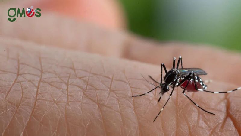 Nguyên nhân và đường lây bệnh sốt xuất huyết